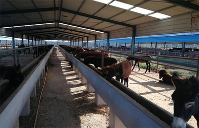 掘金“肉籃子” 2024年肉類生意新機遇與經營策略